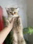 британски котенца, снимка 8