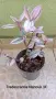 Традесканция  Tradescantia Nanouk /  Хлорофитум Chlorophytum comosum , снимка 2