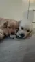 🐾 Малки кученца Голдън Ретривър търсят своите любящи семейства! 🐶❤️, снимка 3