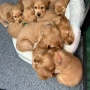 Кокер шпаньол кафяво момченце, снимка 4
