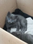 Подарявам котенца, снимка 3