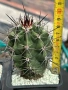 Кактус Echinocereus Triglochidiatus hybrid рядък вид кактус, снимка 2