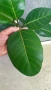 Фикус Ficus Benghalensis( бенгалски фикус ) , снимка 3