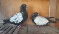 Продавам Дацкифазанови, снимка 3