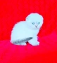 Шотландско мъжко Скоттиш Фолд. , снимка 4