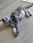 Мейн Куун котета, снимка 2