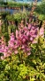 Астилбе, Astilbe, многогодишно за сянка!!, снимка 7