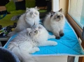 Персийски котенца , снимка 1