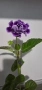 Каменно цвете, глоксиния, Gloxinia, снимка 1