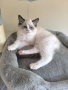 Ragdoll Paradise / Регдол котенца , снимка 12