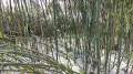Студоустойчиви бамбуци Fargesia, Phyllostachys, Semiarundinaria, снимка 2