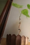 Фикус религиоза, Дървото на Буда, Ficus religiosa, 2-год. растение, снимка 3