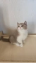 Британски котки , снимка 5