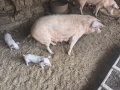 Свиня майка с 4 малки , снимка 2