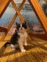 Подарявам котенца, снимка 2
