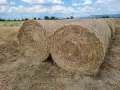Ролонни бали грах, снимка 2