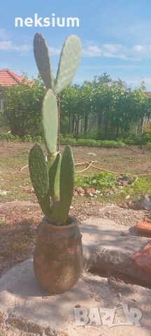 Кактус