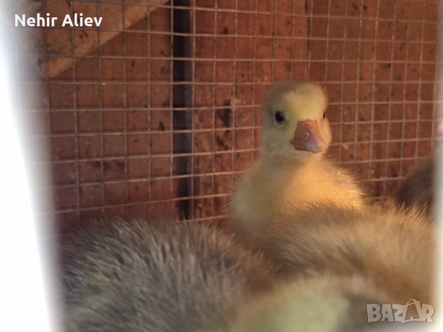 Продавам пилета и гъски, снимка 8 - Патици и гъски - 54177348