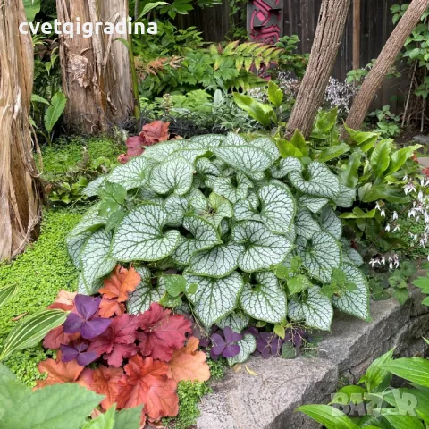 Brunnera Silver Heart-Брунера сребърно сърце, снимка 2 - Градински цветя и растения - 55394654