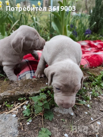 Ваймаранери , снимка 2 - Ваймаранер - 54205375