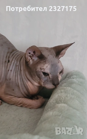 Донски сфинкс 