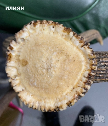 Рога елен 4 броя 13,3 кг. , снимка 10 - Други ценни предмети - 54103807