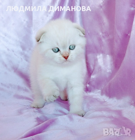 Шотландско мъжко Скоттиш Фолд , снимка 5 - Британска късокосместа - 54341227