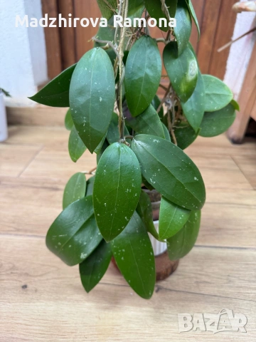 Hoya Хоя Parasitica Gps 206, снимка 2 - Стайни растения - 54569465