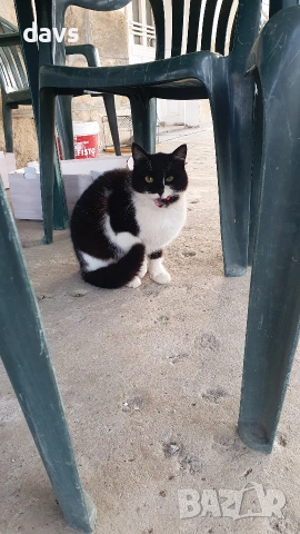 Травмирана котка остава на улицата, снимка 13 - Други - 55102605