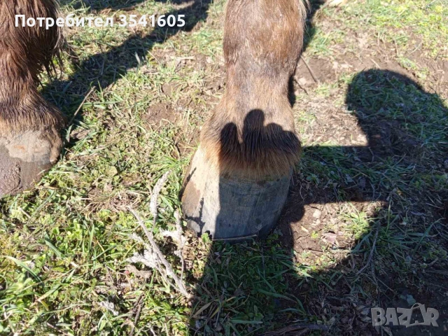 Женски кон / кобила, снимка 3 - Коне - 54001402