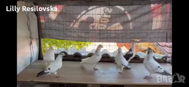 Английски типлери