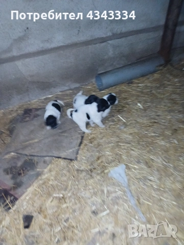 Българско овчарско куче БОК, снимка 3 - За кучета - 54294393