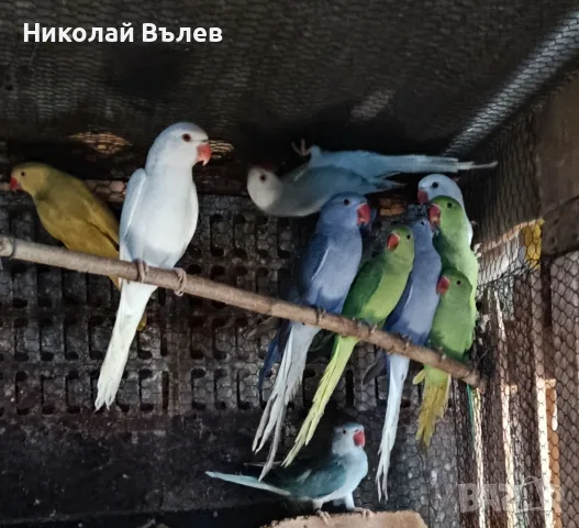 Александри,пенанти и розели