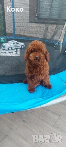 пудел Тийкъп/Той пудел за разплод , снимка 12 - Пудели - 51018130