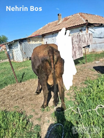 zapudena 8 mesetsa moje trapa za drugi jivotni, снимка 2 - Крави - 54740624