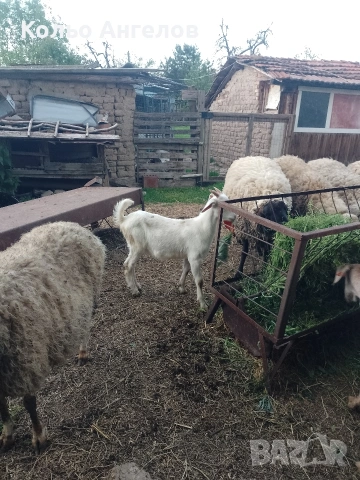 продавам две ярета