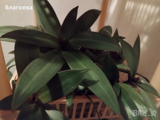 Традесканция Рео