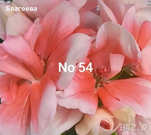 Мушкато различни цветове от 1 € до 2.50 €/бр