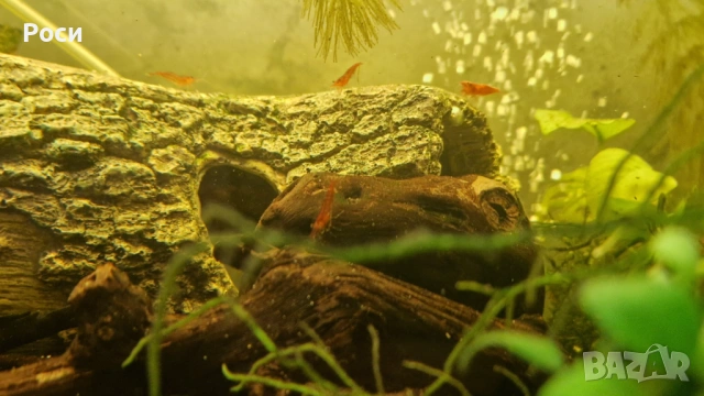 Продавам червени скариди/ ред чери/ ред сакура, снимка 11 - Рибки - 54019242