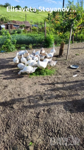 Продавам гъски , снимка 2 - други­ - 54725967