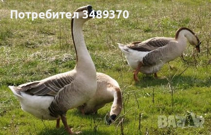 Заменяме изброените нови продукти , за изброените птици и др., снимка 2 - Кокошки и пуйки - 54709838