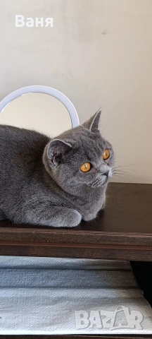 Британска котка на една година, снимка 4 - Британска късокосместа - 54600368