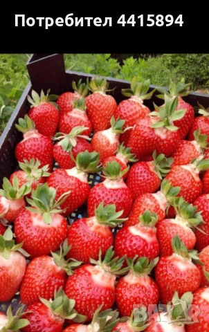 Разсад ягоди и малини , снимка 2 - Градински цветя и растения - 54142455