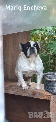 Малки кученца. 🐶🐶🐶, снимка 4 - Други - 55235321