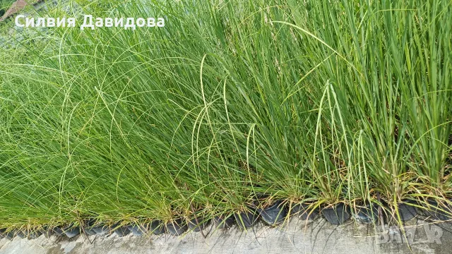 Кортадерия Пампаска трева , снимка 4 - Градински цветя и растения - 55578307