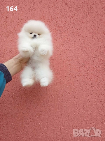 Бели Померани. Реални снимки ! Момче и момиче. , снимка 4 - Померан - 54159926