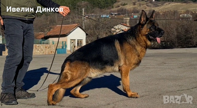 Немска овчарка с родословие , снимка 5 - Немска овчарка - 54102626