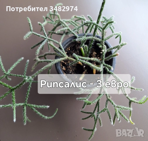 Предлагам стайни растения, снимка 10 - Стайни растения - 54893019