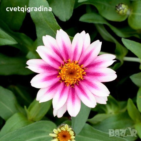 Zinnia angustifolia / Циния нискостеблена, снимка 5 - Градински цветя и растения - 54651092