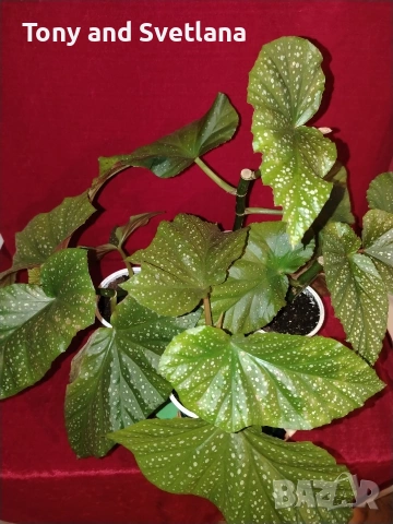 Бегонии Тамая, млади добре вкоренени растения , снимка 2 - Стайни растения - 54059283